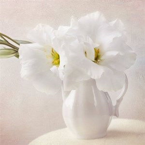    D R E S S B E R R Y     Дордой Европа 1 проход