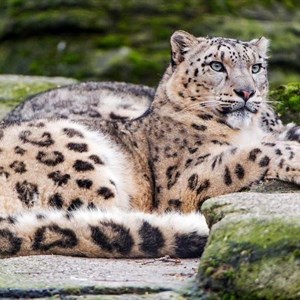 Размер 100 на 70 см Рама темно коричневая