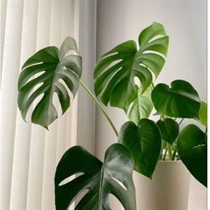    D R E S S B E R R Y     Дордой Европа 1 проход